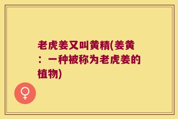 老虎姜又叫黄精(姜黄:一种被称为老虎姜的植物) 老虎姜又叫黄精(姜黄:一种被称为老虎姜的植物)