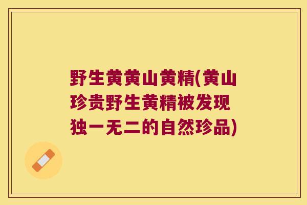 野生黄黄山黄精(黄山珍贵野生黄精被发现 独一无二的自然珍品) 野生黄黄山黄精(黄山珍贵野生黄精被发现 独一无二的自然珍品)