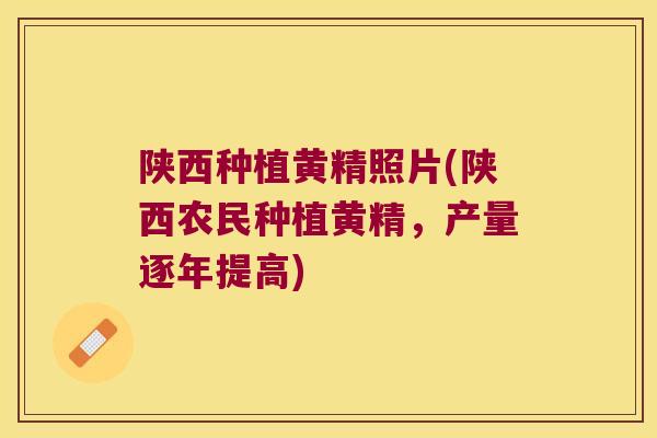 陕西种植黄精照片(陕西农民种植黄精，产量逐年提高)