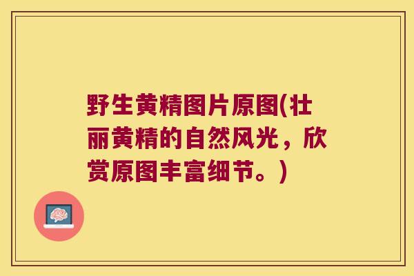 野生黄精图片原图(壮丽黄精的自然风光，欣赏原图丰富细节。)
