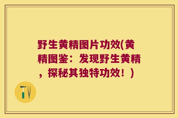 野生黄精图片功效(黄精图鉴:发现野生黄精,探秘其独特功效!) 野生黄精图片功效(黄精图鉴:发现野生黄精,探秘其独特功效!)