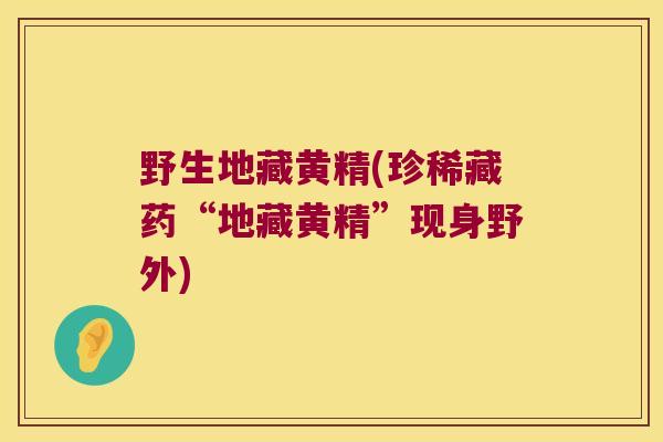 野生地藏黄精(珍稀藏药“地藏黄精”现身野外)