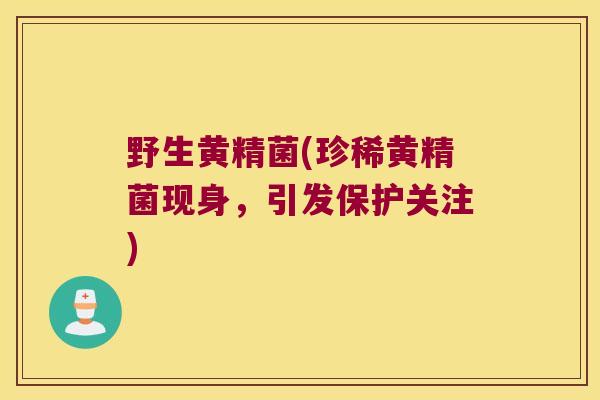 野生黄精菌(珍稀黄精菌现身,引发保护关注) 野生黄精菌(珍稀黄精菌现身,引发保护关注)