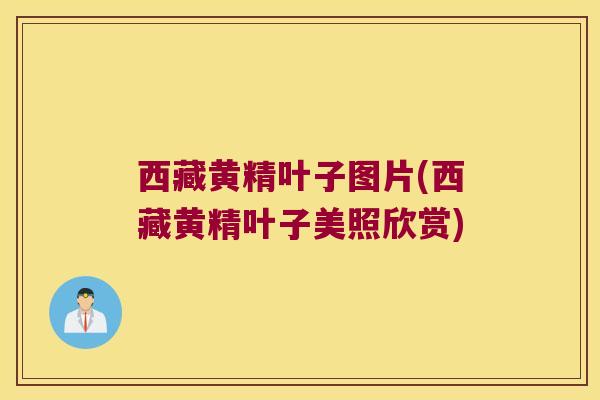 西藏黄精叶子图片(西藏黄精叶子美照欣赏) 西藏黄精叶子图片(西藏黄精叶子美照欣赏)
