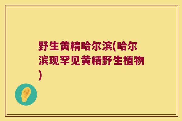 野生黄精哈尔滨(哈尔滨现罕见黄精野生植物)