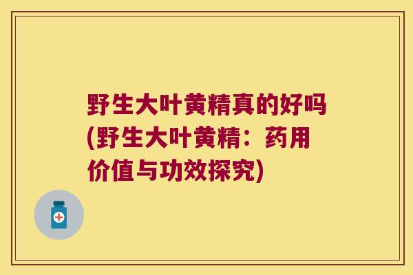 野生大叶黄精真的好吗(野生大叶黄精:药用价值与功效探究) 野生大叶黄精真的好吗(野生大叶黄精:药用价值与功效探究)