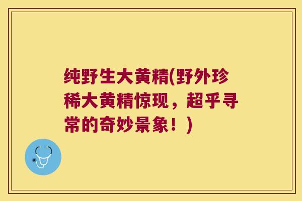 纯野生大黄精(野外珍稀大黄精惊现,超乎寻常的奇妙景象!) 纯野生大黄精(野外珍稀大黄精惊现,超乎寻常的奇妙景象!)