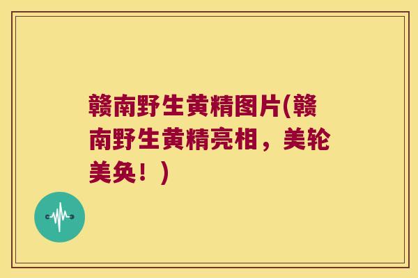赣南野生黄精图片(赣南野生黄精亮相，美轮美奂！)