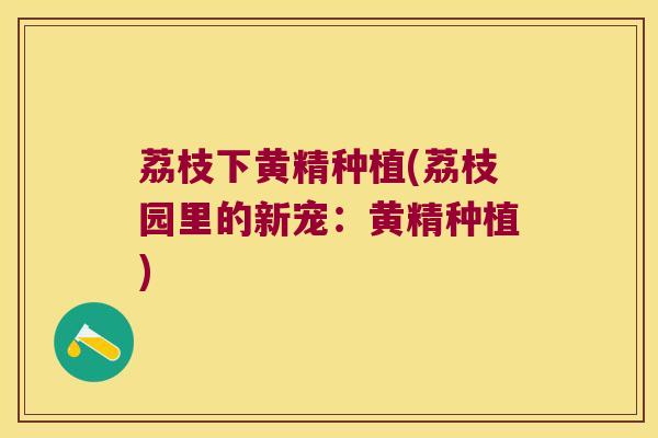 荔枝下黄精种植(荔枝园里的新宠:黄精种植) 荔枝下黄精种植(荔枝园里的新宠:黄精种植)