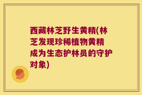 西藏林芝野生黄精(林芝发现珍稀植物黄精 成为生态护林员的守护对象)