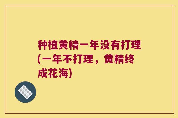 种植黄精一年没有打理(一年不打理，黄精终成花海)