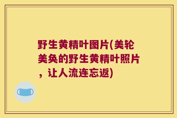 野生黄精叶图片(美轮美奂的野生黄精叶照片，让人流连忘返)