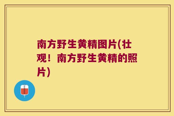 南方野生黄精图片(壮观！南方野生黄精的照片)