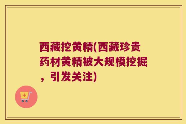 西藏挖黄精(西藏珍贵药材黄精被大规模挖掘，引发关注)