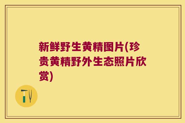 新鲜野生黄精图片(珍贵黄精野外生态照片欣赏) 新鲜野生黄精图片(珍贵黄精野外生态照片欣赏)