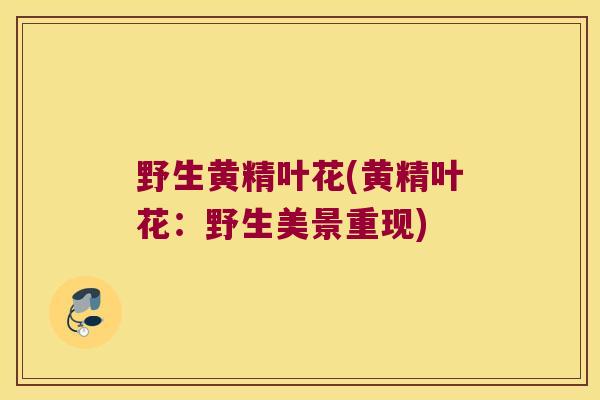 野生黄精叶花(黄精叶花:野生美景重现) 野生黄精叶花(黄精叶花:野生美景重现)
