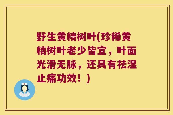野生黄精树叶(珍稀黄精树叶老少皆宜,叶面光滑无脉,还具有祛湿功效!) 野生黄精树叶(珍稀黄精树叶老少皆宜,叶面光滑无脉,还具有祛湿功效!)