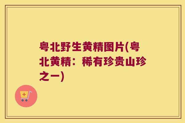 粤北野生黄精图片(粤北黄精：稀有珍贵山珍之一)