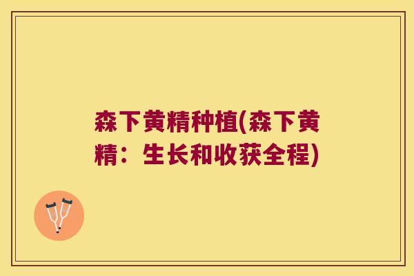 森下黄精种植(森下黄精：生长和收获全程)