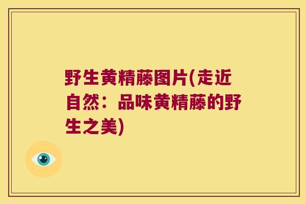 野生黄精藤图片(走近自然:品味黄精藤的野生之美) 野生黄精藤图片(走近自然:品味黄精藤的野生之美)