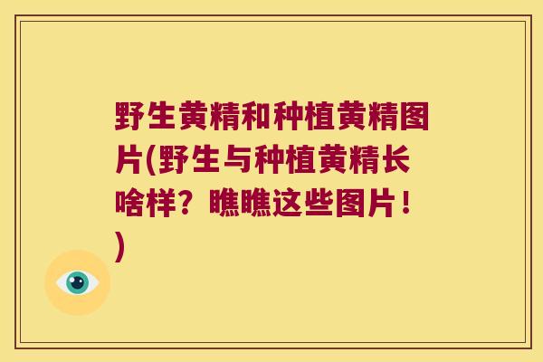 野生黄精和种植黄精图片(野生与种植黄精长啥样？瞧瞧这些图片！)