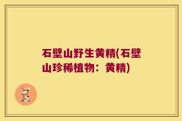 石壁山野生黄精(石壁山珍稀植物:黄精) 石壁山野生黄精(石壁山珍稀植物:黄精)
