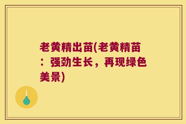 老黄精出苗(老黄精苗：强劲生长，再现绿色美景)