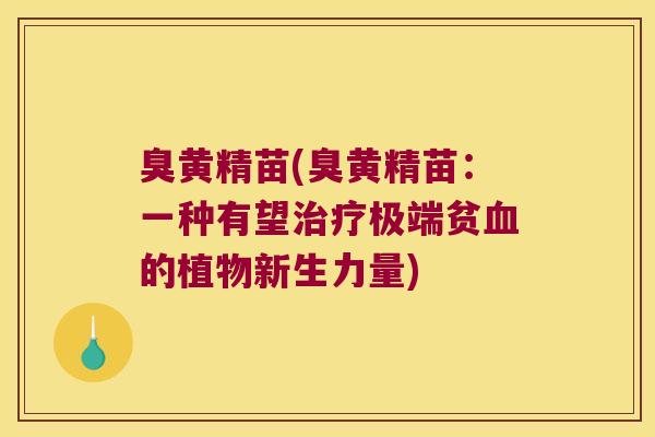 臭黄精苗(臭黄精苗:一种有望极端贫的植物新生力量) 臭黄精苗(臭黄精苗:一种有望极端贫的植物新生力量)