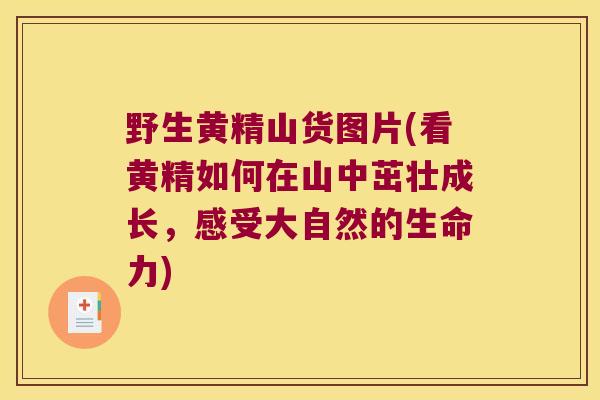 野生黄精山货图片(看黄精如何在山中茁壮成长，感受大自然的生命力)