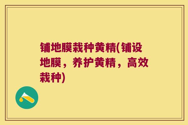 铺地膜栽种黄精(铺设地膜，养护黄精，高效栽种)