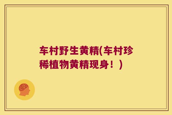 车村野生黄精(车村珍稀植物黄精现身!) 车村野生黄精(车村珍稀植物黄精现身!)