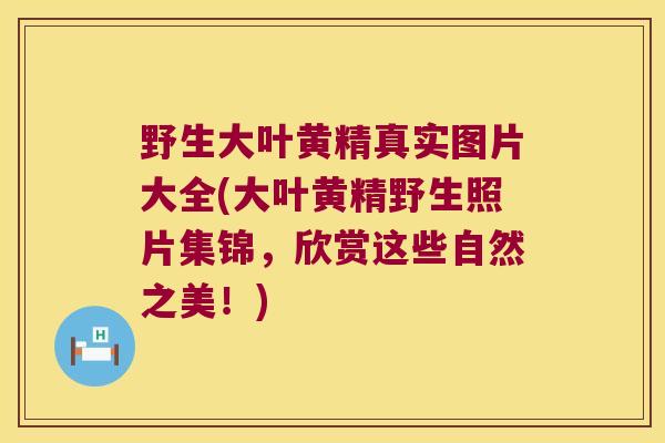 野生大叶黄精真实图片大全(大叶黄精野生照片集锦,欣赏这些自然之美!) 野生大叶黄精真实图片大全(大叶黄精野生照片集锦,欣赏这些自然之美!)