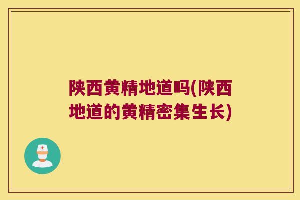 陕西黄精地道吗(陕西地道的黄精密集生长)