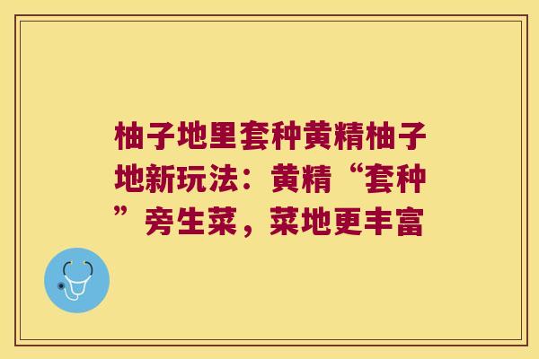 柚子地里套种黄精柚子地新玩法：黄精“套种”旁生菜，菜地更丰富