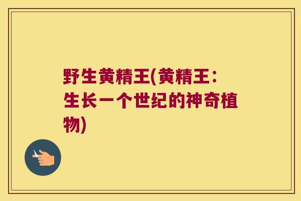 野生黄精王(黄精王:生长一个世纪的神奇植物) 野生黄精王(黄精王:生长一个世纪的神奇植物)