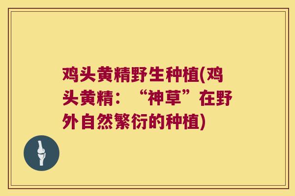 鸡头黄精野生种植(鸡头黄精：“神草”在野外自然繁衍的种植)