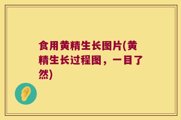 食用黄精生长图片(黄精生长过程图，一目了然)