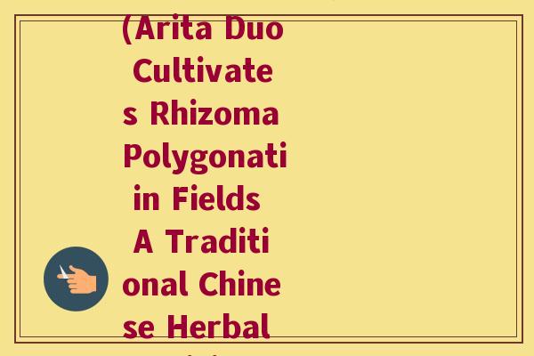 有田多与种黄精 英文(Arita Duo Cultivates Rhizoma Polygonati in Fields A Traditional Chinese Herbal Medicine)