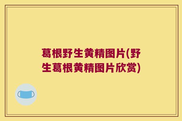 葛根野生黄精图片(野生葛根黄精图片欣赏) 葛根野生黄精图片(野生葛根黄精图片欣赏)