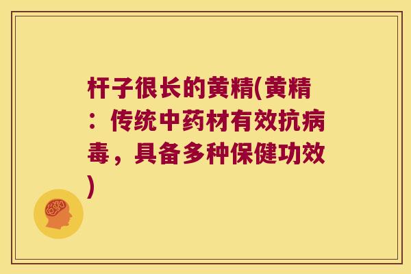 杆子很长的黄精(黄精:传统材有效抗,具备多种保健功效) 杆子很长的黄精(黄精:传统材有效抗,具备多种保健功效)