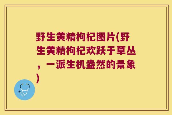 野生黄精枸杞图片(野生黄精枸杞欢跃于草丛，一派生机盎然的景象)