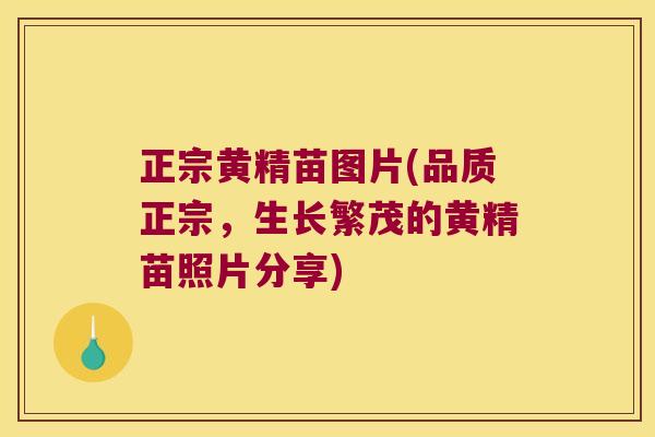 正宗黄精苗图片(品质正宗，生长繁茂的黄精苗照片分享)