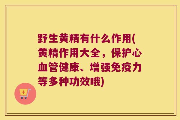 野生黄精有什么作用(黄精作用大全,保护心健康、增强力等多种功效哦) 野生黄精有什么作用(黄精作用大全,保护心健康、增强力等多种功效哦)