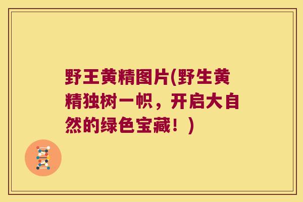 野王黄精图片(野生黄精独树一帜，开启大自然的绿色宝藏！)