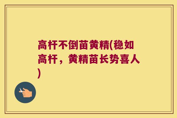 高杆不倒苗黄精(稳如高杆，黄精苗长势喜人)