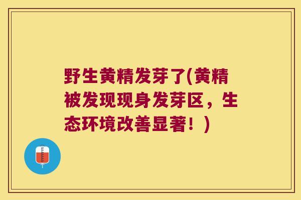 野生黄精发芽了(黄精被发现现身发芽区,生态环境改善显著!) 野生黄精发芽了(黄精被发现现身发芽区,生态环境改善显著!)