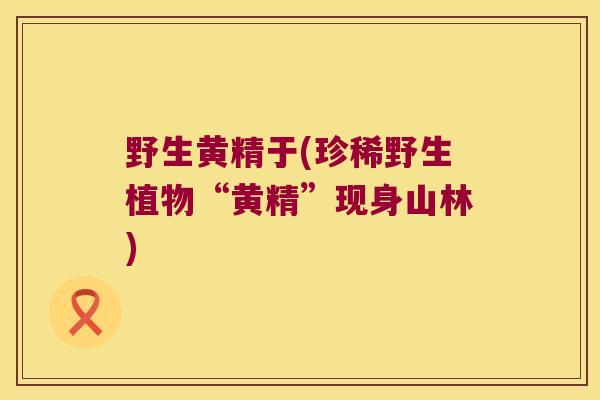 野生黄精于(珍稀野生植物“黄精”现身山林)