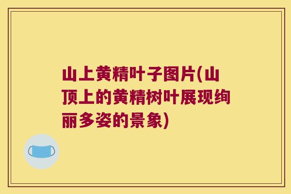 山上黄精叶子图片(山顶上的黄精树叶展现绚丽多姿的景象)