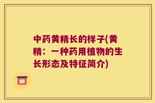 黄精长的样子(黄精：一种药用植物的生长形态及特征简介)