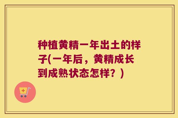 种植黄精一年出土的样子(一年后,黄精成长到成熟状态怎样?) 种植黄精一年出土的样子(一年后,黄精成长到成熟状态怎样?)